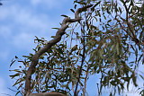 White-plumed Honeyeater