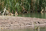 Diamond Firetail Finches