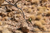 Rainbow Bee-eater