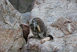 Black-footed Rock Wallaby