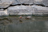 Chestnut Teal ?