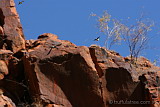 Mulga Parrots