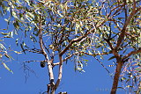 Grey-headed Honeyeater