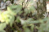 White Browed Scrub Wren