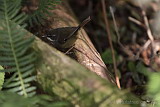 White Browed Scrub Wren