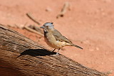 Crested Bellbird