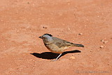 Crested Bellbird