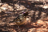 Western Bowerbird