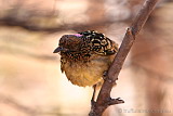 Western Bowerbird