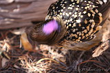 Western Bowerbird