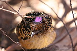 Western Bowerbird