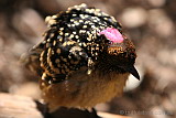 Western Bowerbird