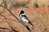 Pied Butcherbird