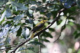 Bell Miner (Bellbird)