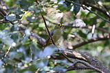 Bell Miner (Bellbird)