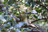 Bell Miner (Bellbird)