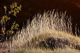 Spinifex in Palm Valley