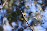 Bell Miner (Bellbird)