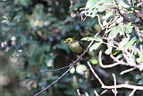 Bell Miner (Bellbird)