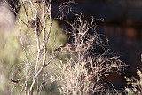 Zebra Finches