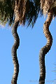 Kinky Palms in Palm Valley