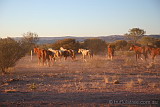 Wild Horses