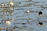 The Comb-crested Jacana (Jesus bird) in action - check out the those toes!