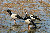 Magpie Geese. 400,000 of them once destroyed a rice crop in the Kimberley
