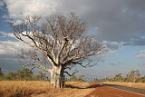 An ancient Boab in the Kimblerley