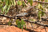 A cute Double-barred Finch